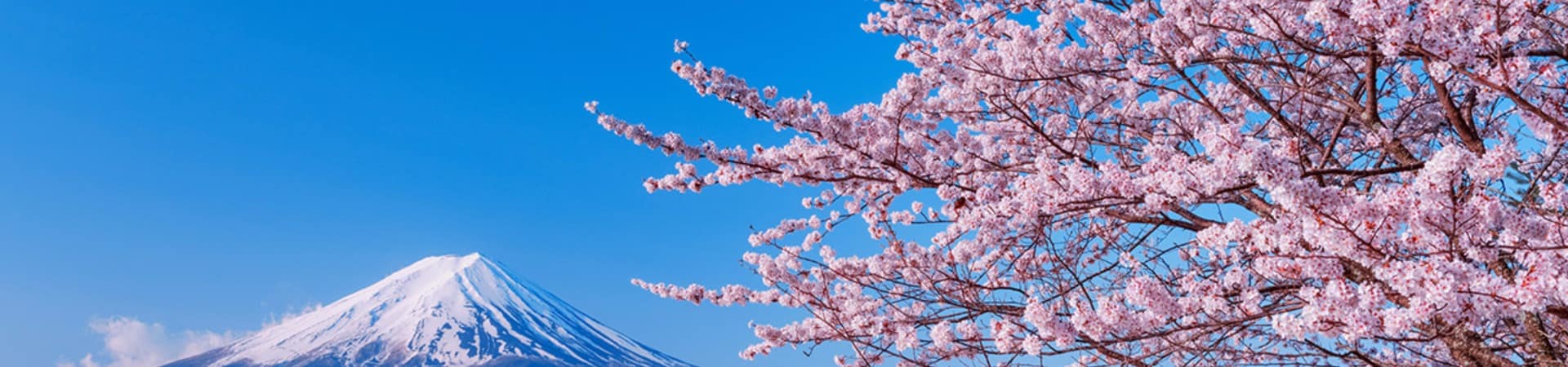 Japao lake kawaguchiko florada cerejeira